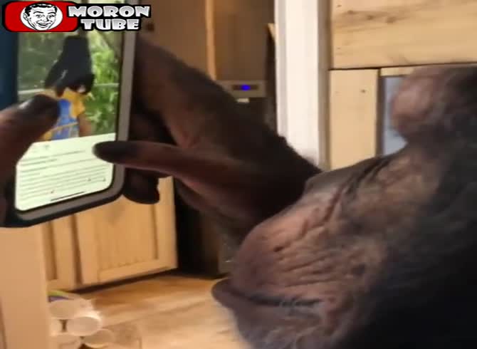 Video :This intelligent monkey likes to browse Instagram